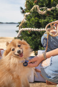 Gift Guide: For The Pet Lover (& the Pet) | Shop Freshwater